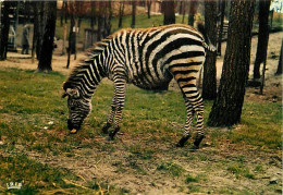 Animaux - Zèbres - Zoo De La Palmyre - Zèbre De Grant - CPM - Carte Neuve - Voir Scans Recto-Verso - Zebra's