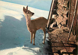 Animaux - Cervidés - Biche Ans Une Réserve Alpine - Hiver - Neige - CPM - Voir Scans Recto-Verso - Other & Unclassified