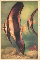 Animaux - Poissons - Musée Océanographique De Monaco - Ange à Trois Bandes - Platax Teira - Art Peinture - J Ramel - Car - Poissons Et Crustacés