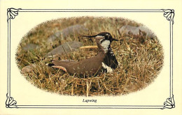 Animaux - Oiseaux - Vanellinae - Lapwing - CPM - Voir Scans Recto-Verso - Uccelli