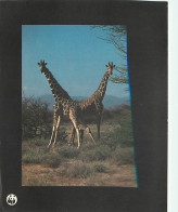 Animaux - Girafes - Girafe Réticulée - Carte WWF - CPM - Voir Scans Recto-Verso - Giraffe