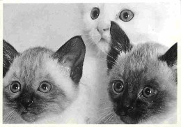 Animaux - Chats - Chatons - Carte Neuve - CPM - Voir Scans Recto-Verso - Cats