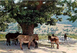 Animaux - Anes - Corse - Kalliste - La Pause Sous Le Châtaignier - Carte Neuve - CPM - Voir Scans Recto-Verso - Esel