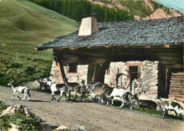 Animaux - Chèvres - Alpes - Petites Chèvres Des Montagnes Partant En Alpages - Mention Photographie Véritable - Carte De - Other & Unclassified