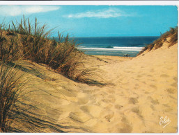 Les Ajoncs à Travers Les Dunes Sur La Côte - Altri & Non Classificati