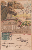 CODOGNATO - Cartolina Pubblicitaria  Verona GRANDE FIERA CAVALLI 1908 - Andere & Zonder Classificatie