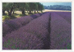 CPM  Champ De Lavande En Fleurs  Sites Et Paysages Du Languedoc - Blumen