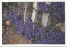 CPM  Sous Le Ciel Du Midi Lumière Et Couleurs De La Provence - Fiori