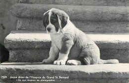 Postcard Switzerland Saint Bernard Puppey Dog - Sonstige & Ohne Zuordnung