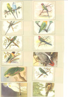 OISEAUX - Lot De 13 Cartes (125383) - Uccelli