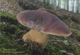 Boletus Pinophilus, Mushrooms, Czech Rep., 2023, 95 X 65 Mm - Formato Piccolo : 2001-...