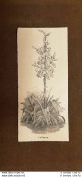 La Yucca Botanica Stampa Del 1895 - Before 1900