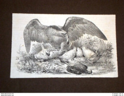 Uccelli Aquila Che Nutre I Suoi Aquilotti - Before 1900