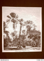 In Madagascar Nel 1863 Un Paesaggio E Giulietta Fiche - Before 1900