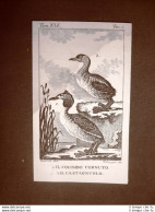 Colimbo Cornuto E Castagnuolo Incisione Rame Del 1813 Buffon Uccello Ornitologia - Before 1900
