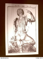 Muscoli Schiena #1 Tavola Anatomica Litografia Giulio C. Casseri 1627 Ristampa - Other & Unclassified