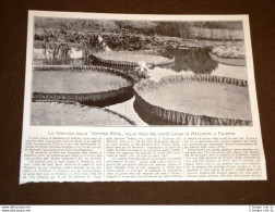 Palermo Nel 1906 Fioritura Della Victoria Regia Villa Del Conte Lanza Mazzarino - Sonstige & Ohne Zuordnung