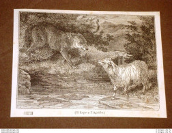 Rarissima Incisione Del 1836 Il Lupo E L'agnello - Before 1900