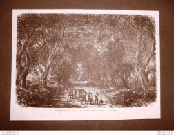 In India Nel 1863 Un Viale Di Moltiplicanti Botanica - Vor 1900