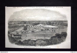 Reale Società Di Agricoltura A Windsor-Fiera Dell'Agricoltura Incisione Del 1851 - Ante 1900