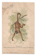 CPA  Animaux  TAMARIN Singe Americain  édité Pour Le Chocolat Louit  (1676) - Monkeys