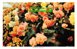 R356913 Begonia Display. Nucolorvue Productions. Victoria No. 30 - Monde