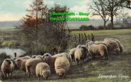 R356917 Shropshire Sheep. F. Hartmanns Real Glossy Series G. 3712 - Monde