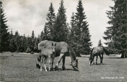 Postcard Switzerland Au Paturage Du Jura Horses - Otros & Sin Clasificación