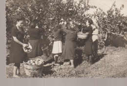 C.P. - PHOTO - ESPAGNE - 12 - RECOLECTANDO NARANJAS - FEMMES RECOLTANT DES ORANGES - GARCIA GARRABELL - Andere & Zonder Classificatie