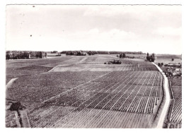 SAUTERNES Chateau D'YQUEM (carte Photo) - Sonstige & Ohne Zuordnung