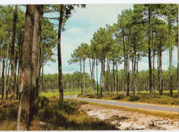 Visages Des Landes - Route En Forêt - Other & Unclassified