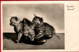 2 Chats - Cats - Katze- 2 Poezen Op Schoenen - Chats