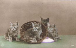 4 Chats  - Cats  -katzen - Kleine Poezen Op Tafel - Chats