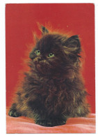 Gatto Persiano Femmina: Squama Di Tartaruga , Gattino, Cat, Kitten, Schat,; Circolato In Italia Nel 1972 - Katten