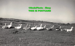 R357027 Goose. Old Photography. Postcard. RP - World