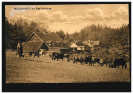 AK Molkenhaus Bei Harzburg - Schäfer Mit Rinderherde, Ungebraucht - Other & Unclassified