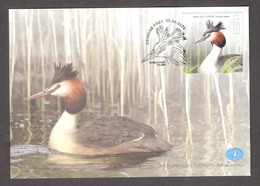 Bird Of The Year - The Great Crested Grebe  Estonia 2020 Stamp FDC Mi 985 - Palmípedos Marinos