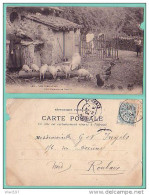 CARTE POSTALE ANCIENNE CAMPAGNE - REPAS DE LA TRUIE ET DE SES PETITS - Cochons