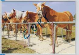 Welt Der Pferde 07 - Haflinger At Werktuigendagen 2009 - Chevaux