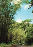 FRANCE - Martinique - Vue Sur La Route De La Trace Et La Forêt Tropicale - Vue Générale - Carte Postale - Andere & Zonder Classificatie
