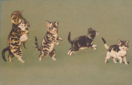 KAT KATTEN CAT CATS CHAT CHATS. . - Cats