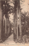 FRANCE - Nice - Une Allée De Palmiers Dans Une Villa - Carte Postale Ancienne - Andere & Zonder Classificatie