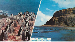 Argentina Postcard Rio Grande Terra Del Fuego Unused (59789) - Argentinië