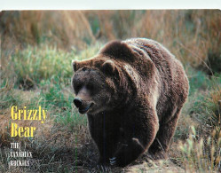 Animaux - Ours - Grizzly Bear - Bear - CPM - Voir Scans Recto-Verso - Beren