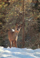 Animaux - Cervidés - Chevreuil Et Sassenoix Moucheté - Oiseaux - Hiver - Neige - CPM - Voir Scans Recto-Verso - Andere & Zonder Classificatie