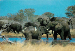 Animaux - Eléphants - Afrique Du Sud - South Africa - Elephant Relaxing Peacefully In The Water - Bathing Is A Regular A - Éléphants