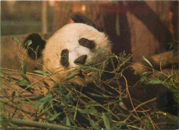 Animaux - Panda - Generargues - Bambuseraie De Prafrance - Un Grand Amateur De Bambous : Le Panda - CPM - Carte Neuve -  - Andere & Zonder Classificatie