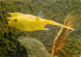 Animaux - Poissons - Musée Océanographique De Monaco - 1 - Poisson Coffre - Cow Fish - Flamme Postale De Lacanau - CPM - - Vissen & Schaaldieren