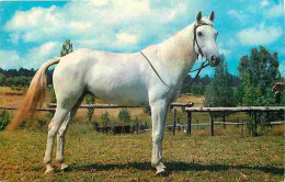 Animaux - Chevaux - Portrait De Cheval - Flamme Postale - Voir Scans Recto Verso  - Pferde