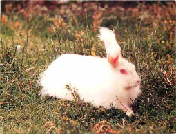 Animaux - Lapins - St Georges Sur La Pree - La Gouacherie - Elevage De Lapins Angora - CPM - Voir Scans Recto-Verso - Otros & Sin Clasificación